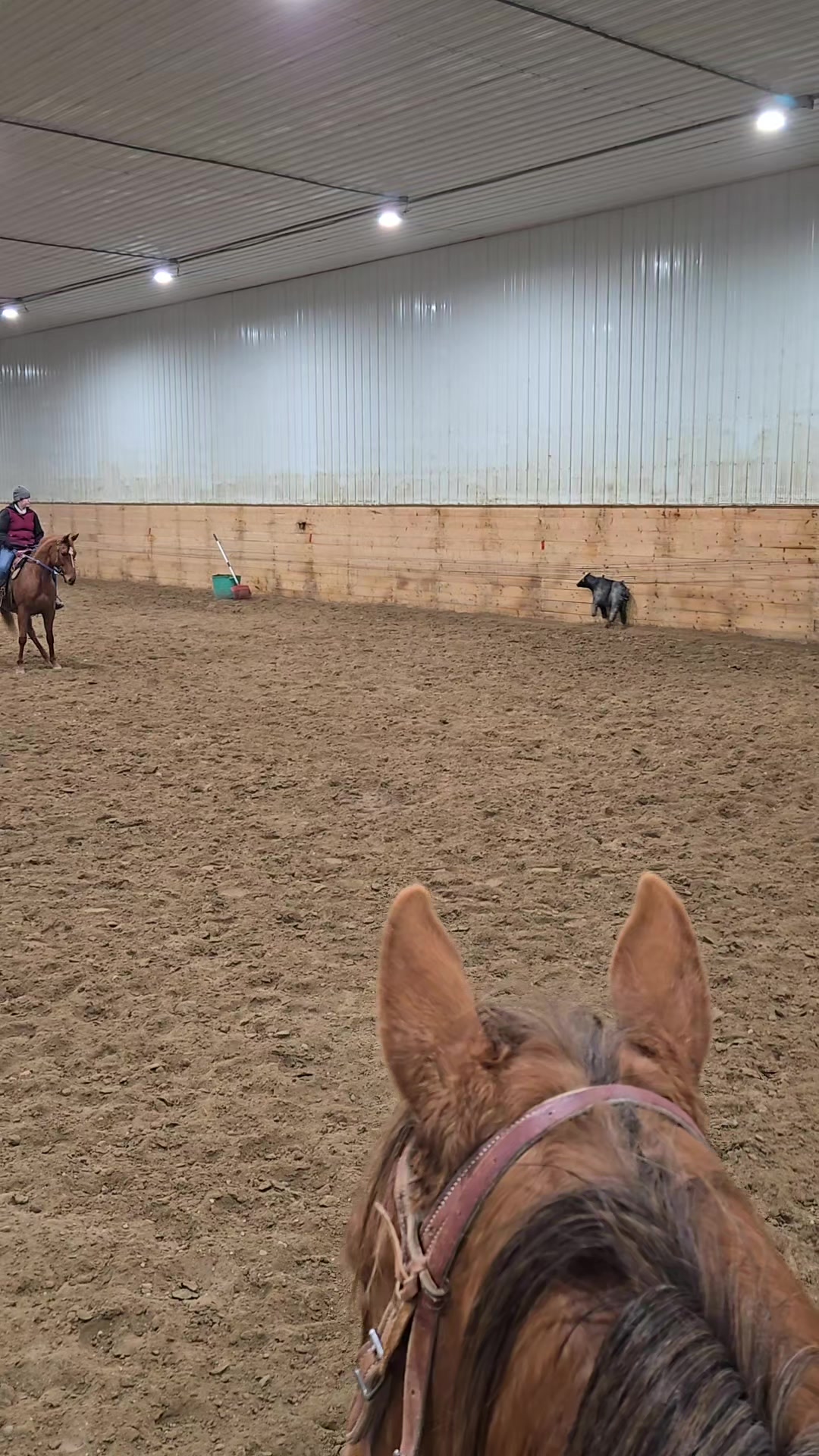 @Barrel Racing Journey