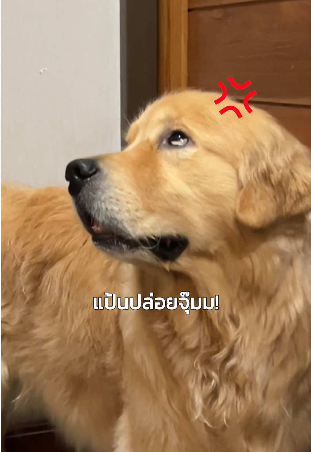 @Joommeng Mee Arai