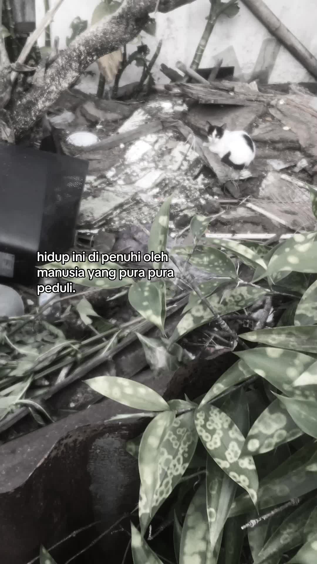 @zohwa__