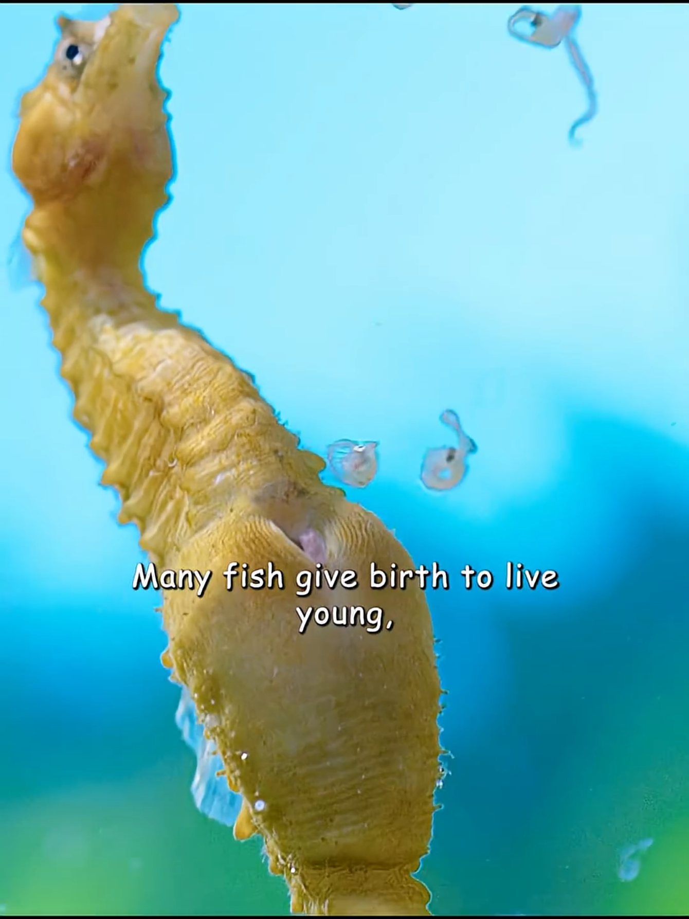 @Animal Life
