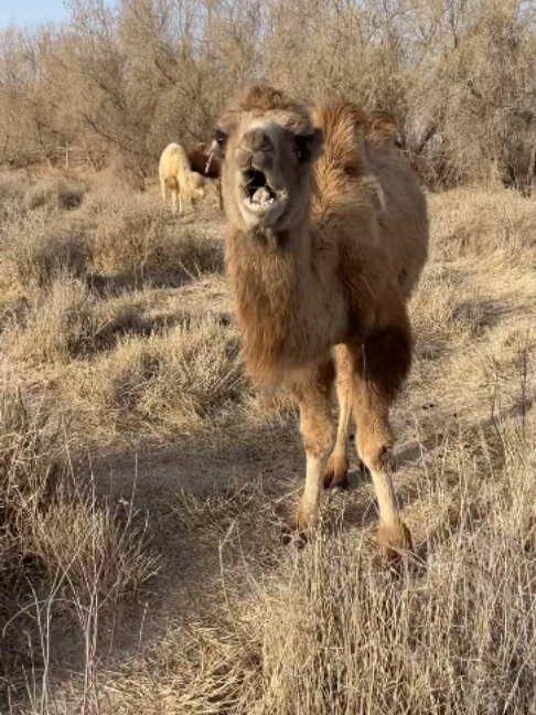 @Gislason Camel