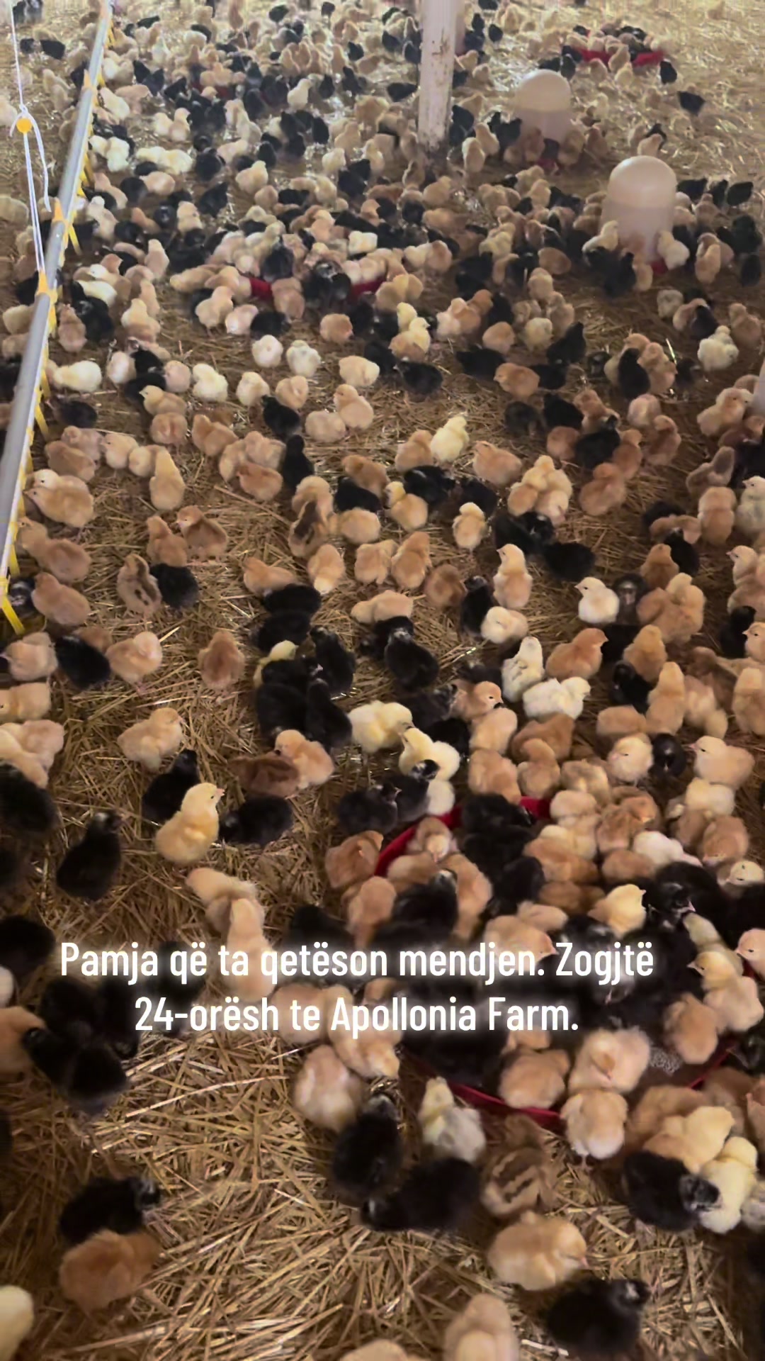 @apollonia farm ✨
