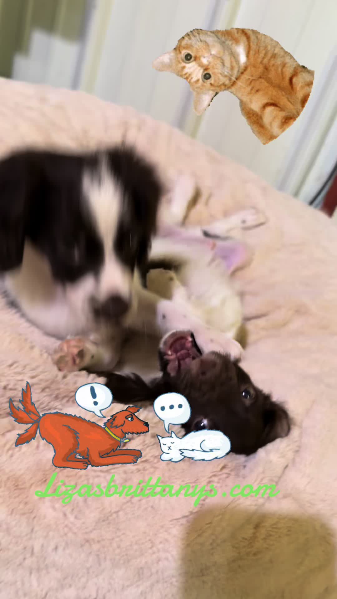 @Lizas Speckled Puppies