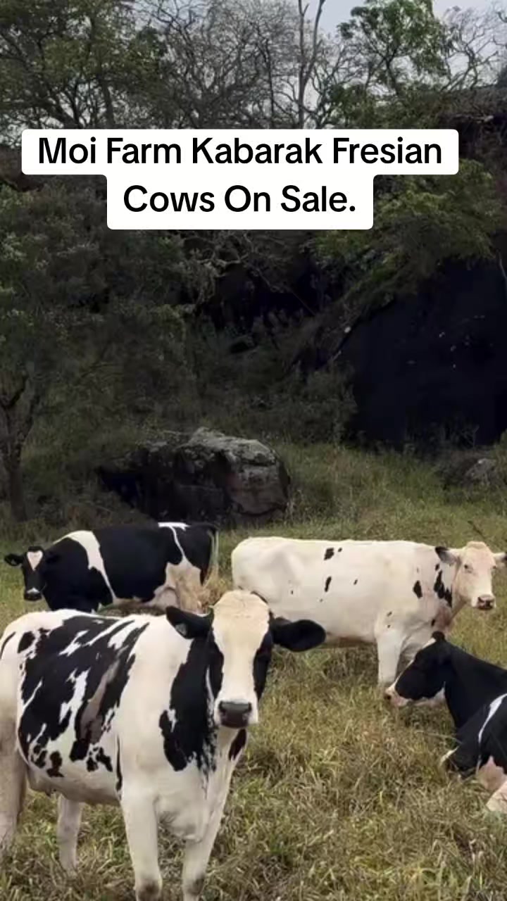 @MOI FARM KABARAK.(sponsered)