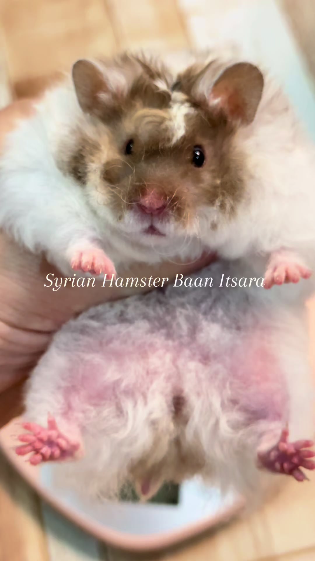 @Itsara Hamster