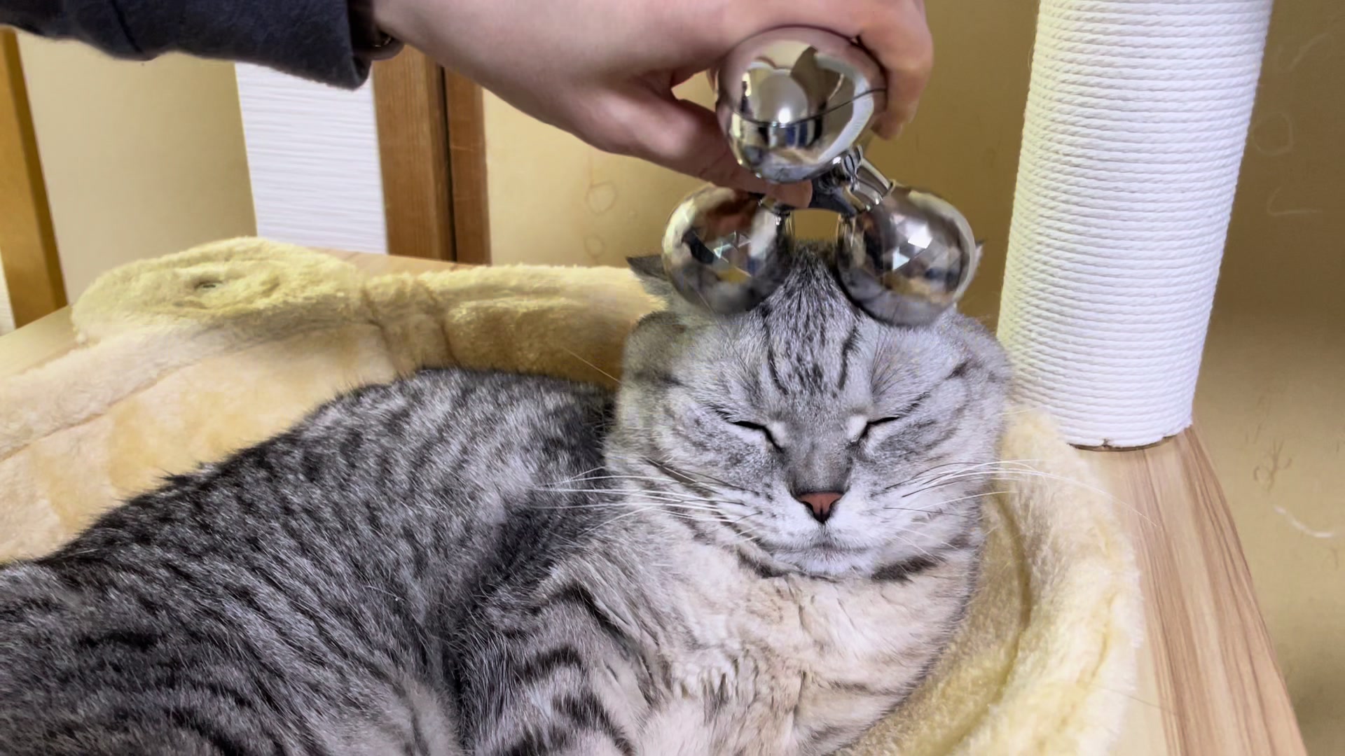 @とらお