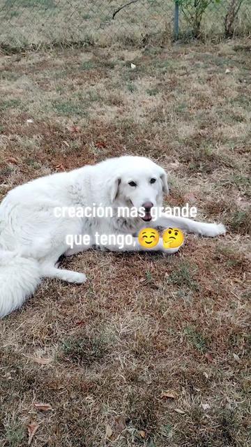 @meli