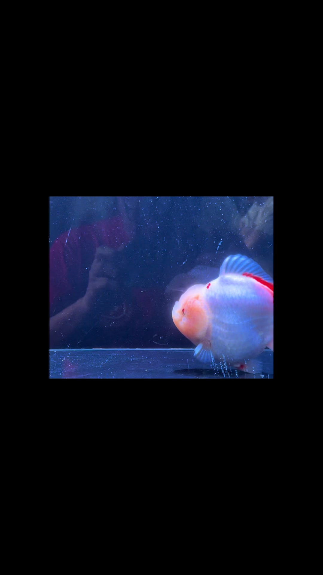 @Ourlovelygoldfish si