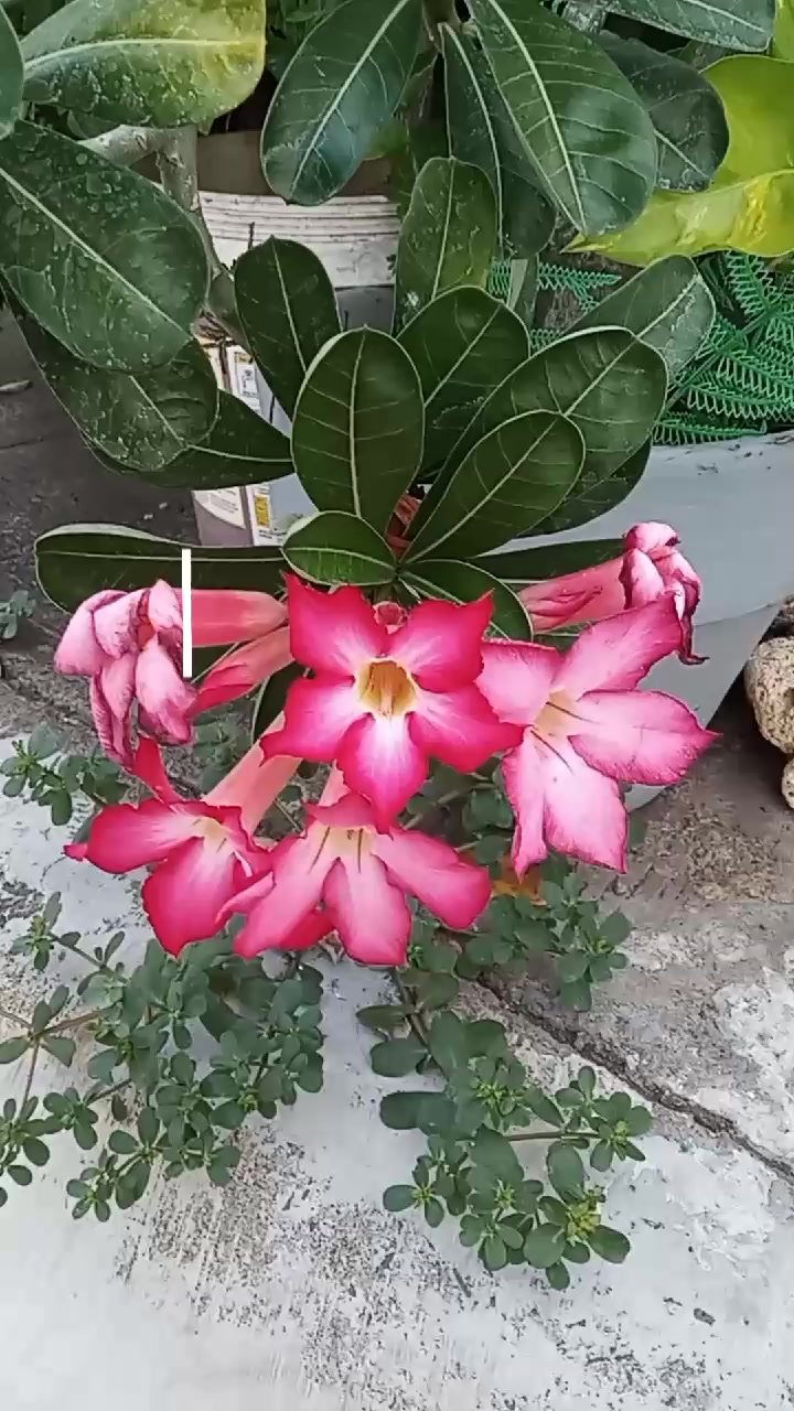 @Rolyn777