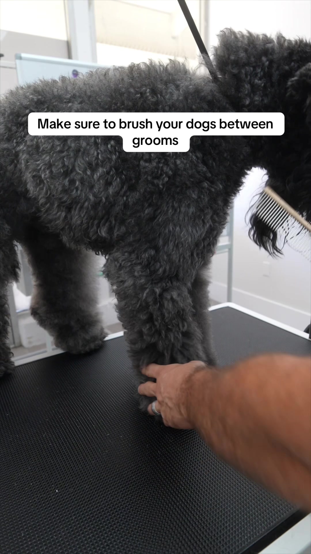 @NorCal Grooming Academy