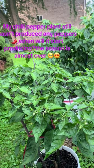 @बिमला राईनी❤️