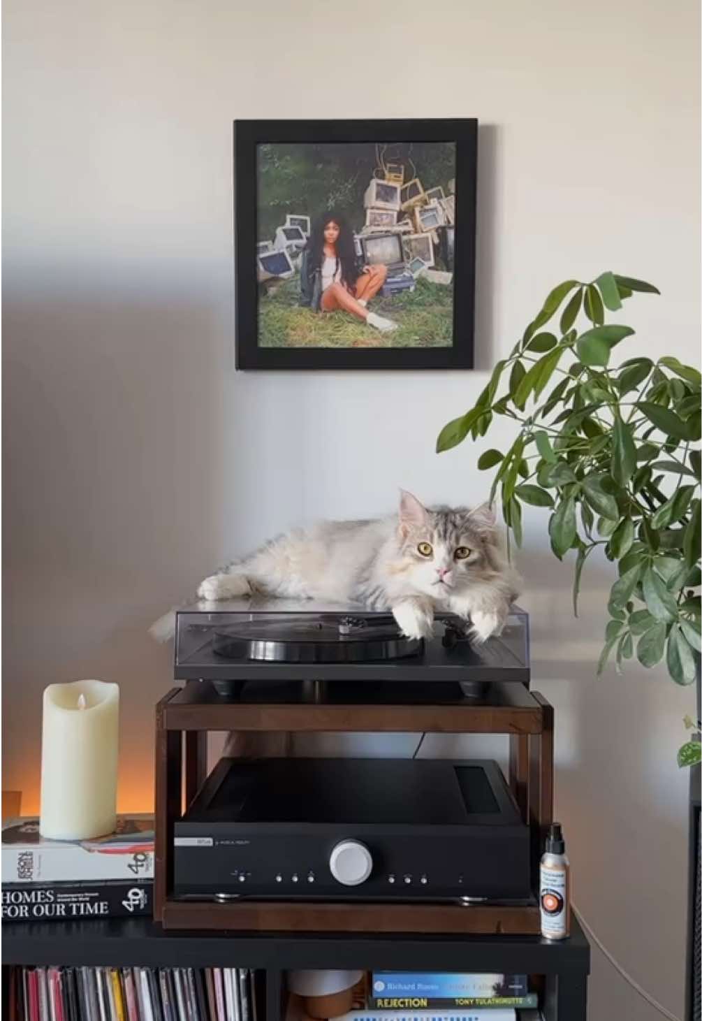 @Leon The Vinyl Cat