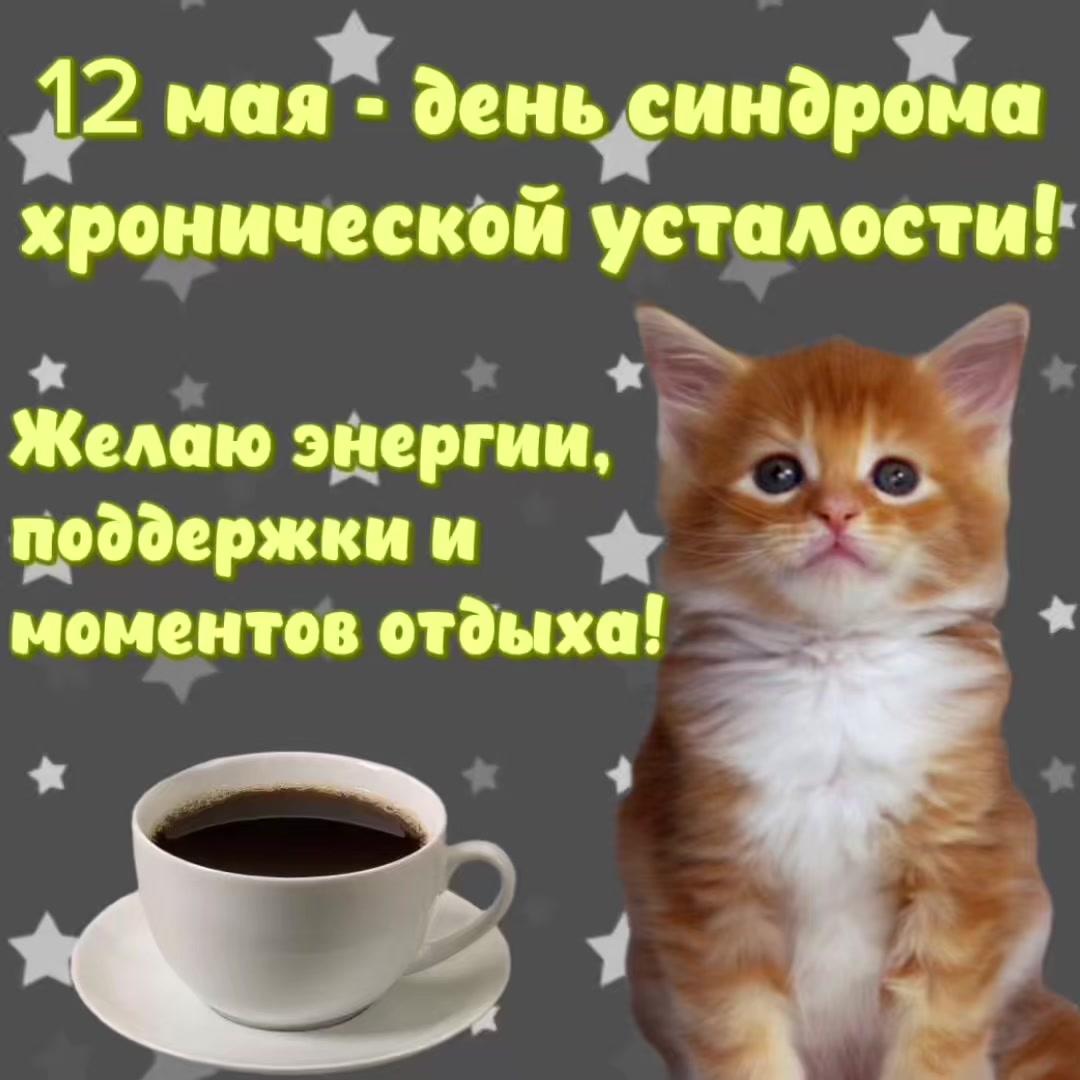 @котики на каждый день