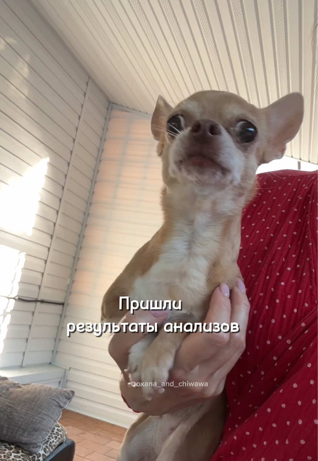 @Оксана & Чихуахуа Бонита