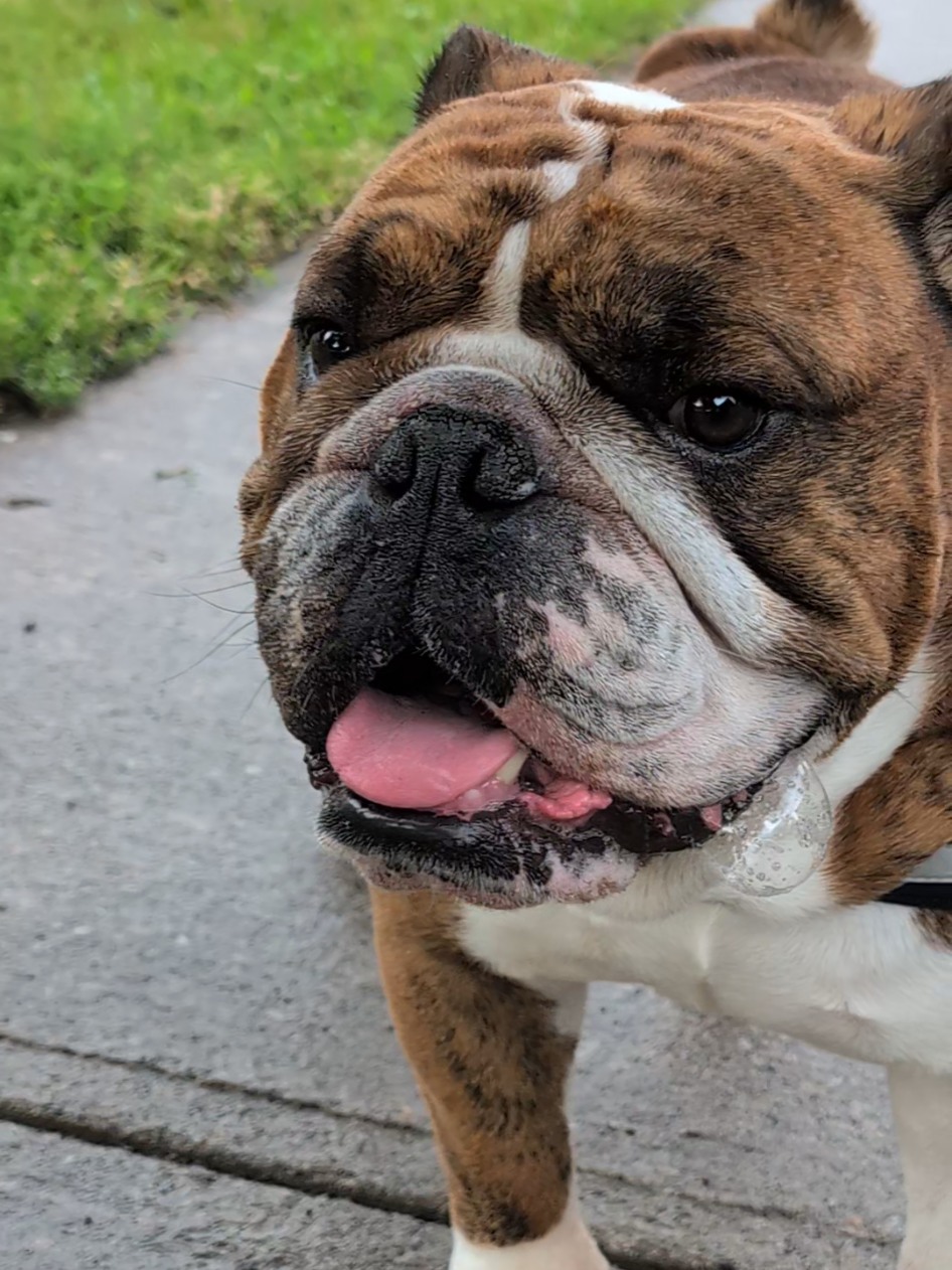 @Vinny The Bulldog