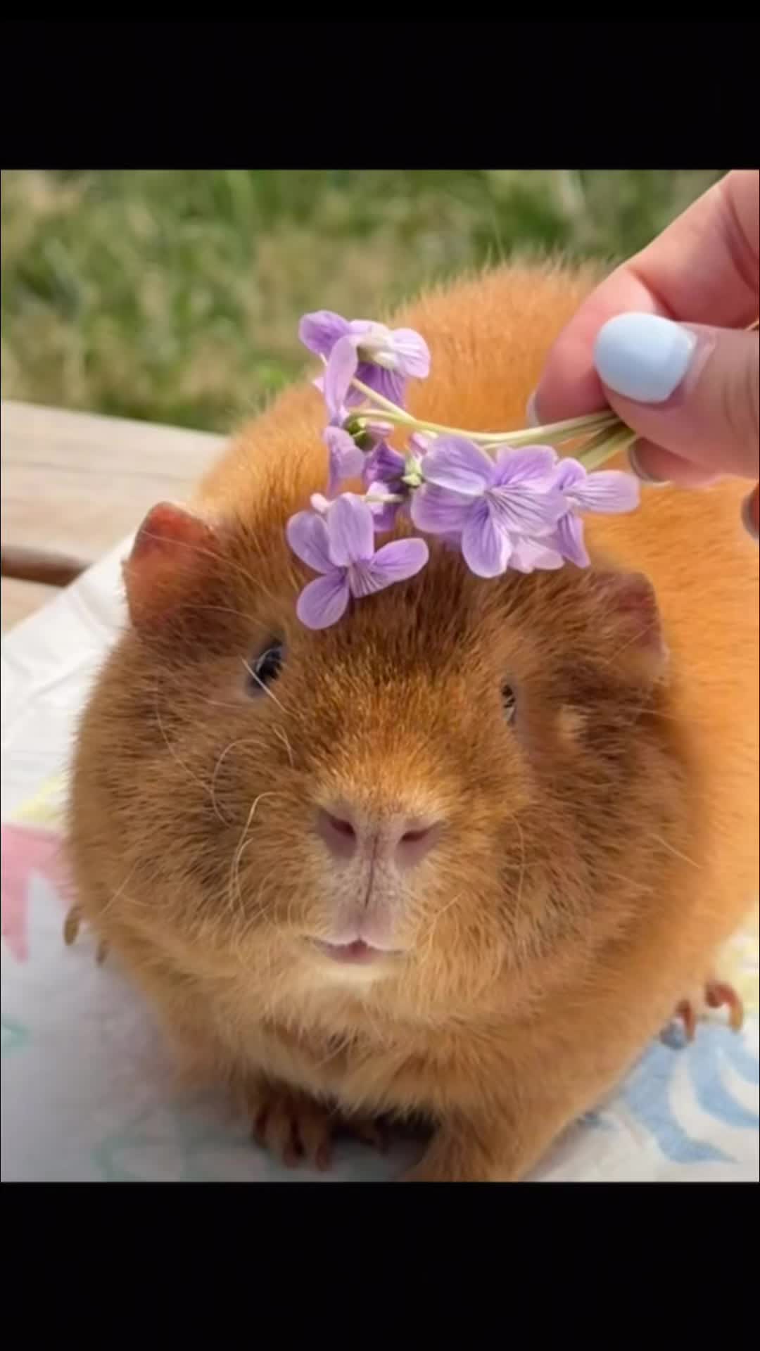 @CuteAnimal