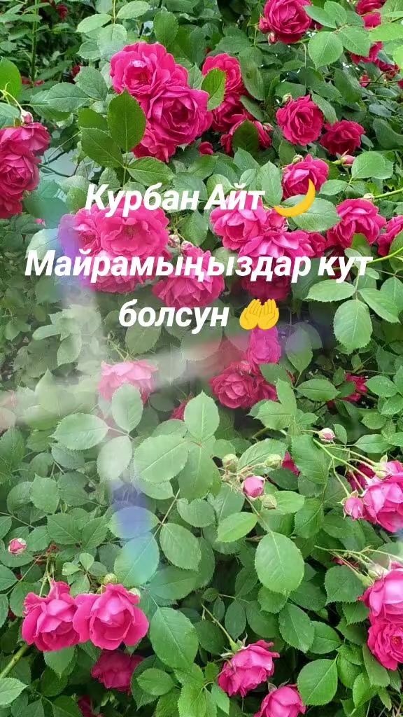 @🎀M&M
