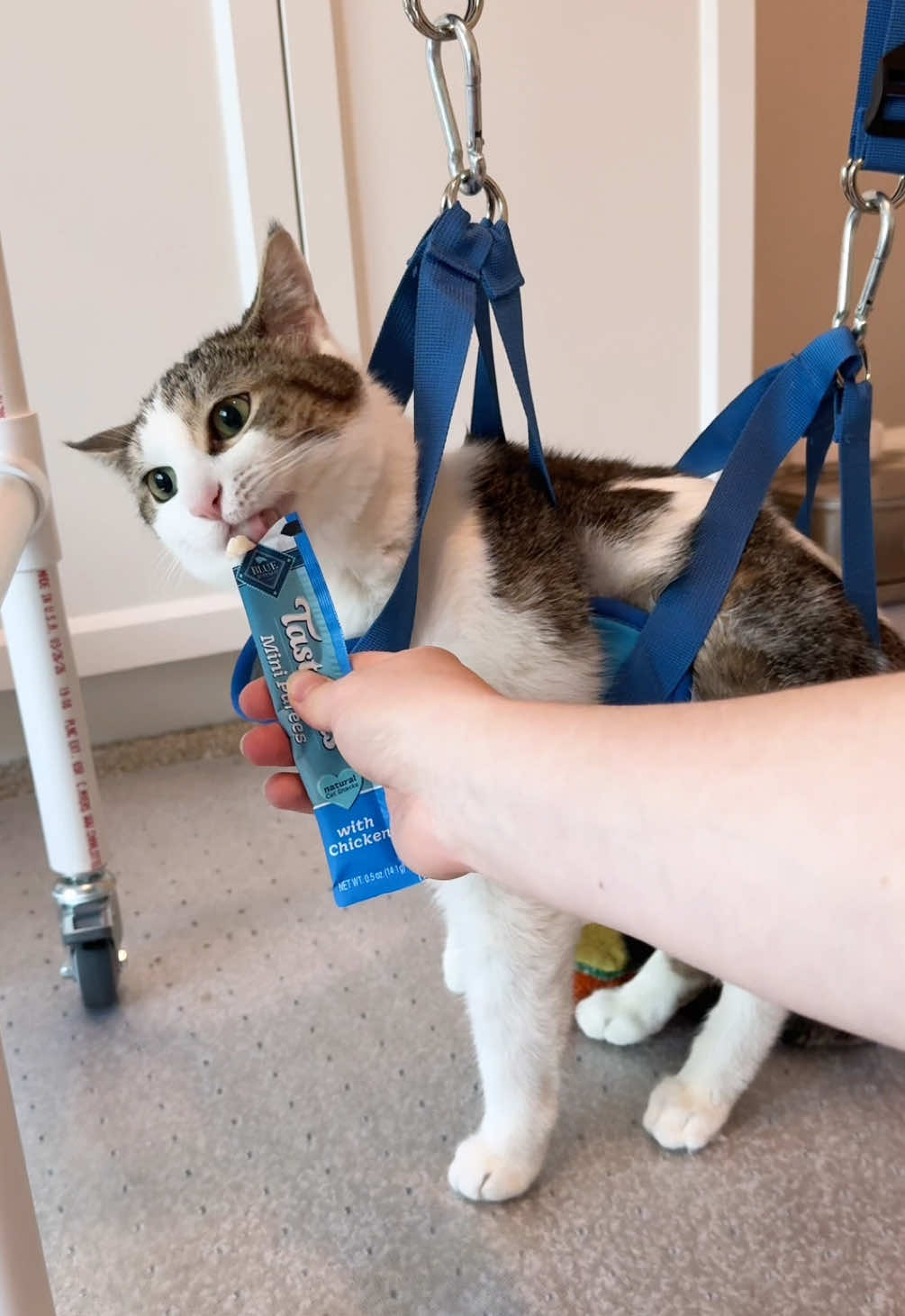 @Parcel the Paralyzed 😻