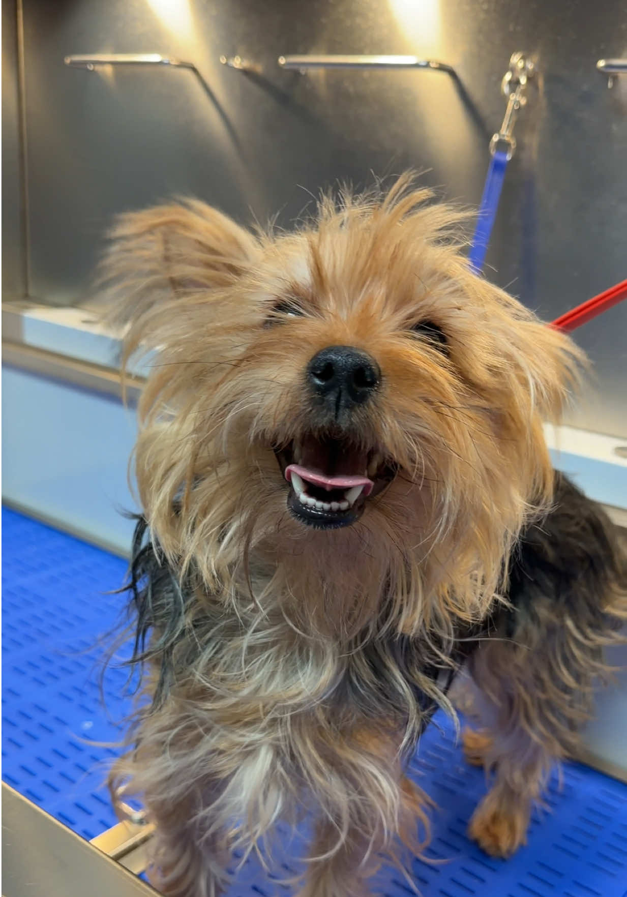 @DIRTY.PAWS.PETSALON