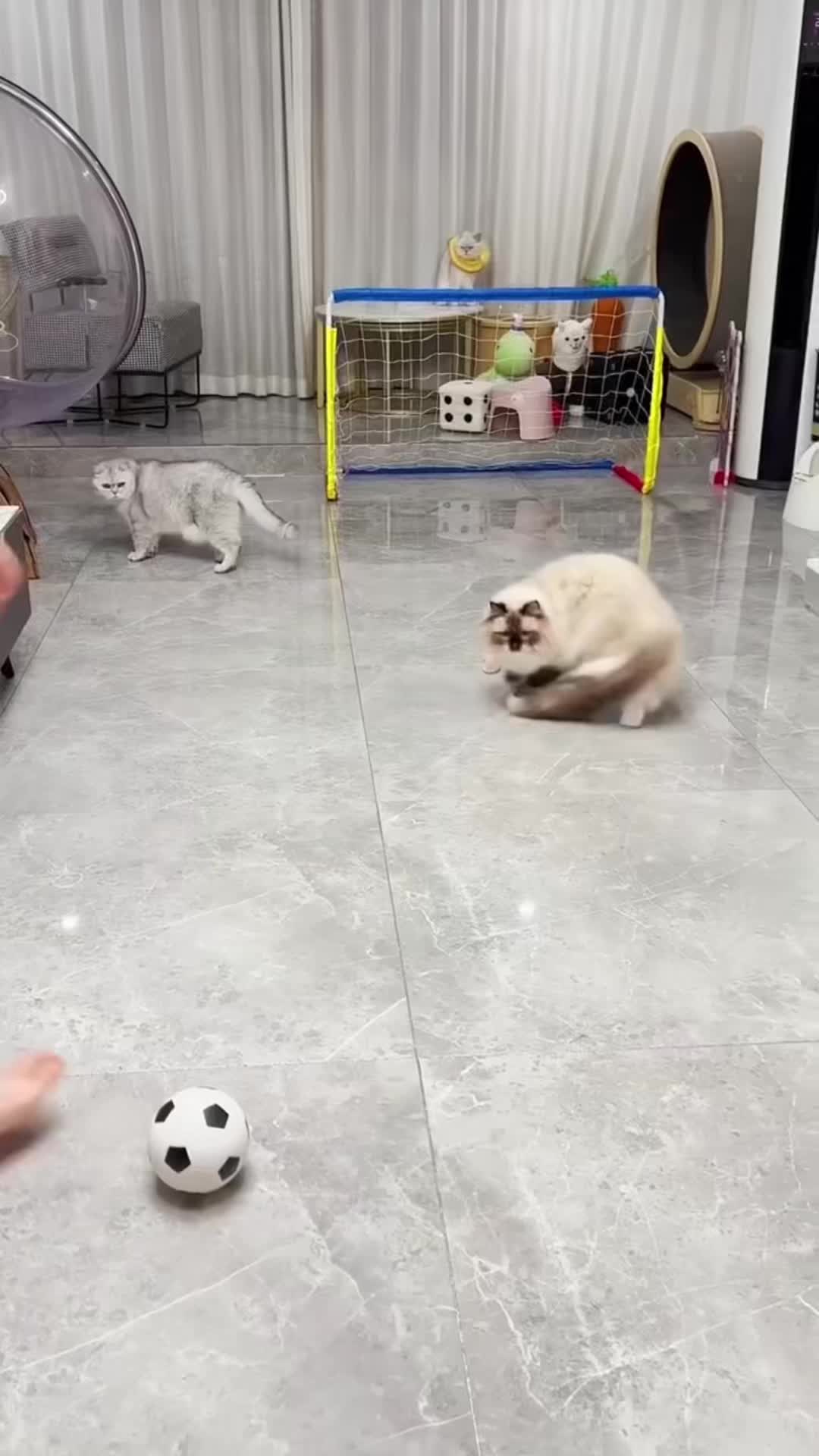 @🤣Cute Funny Pets🤣