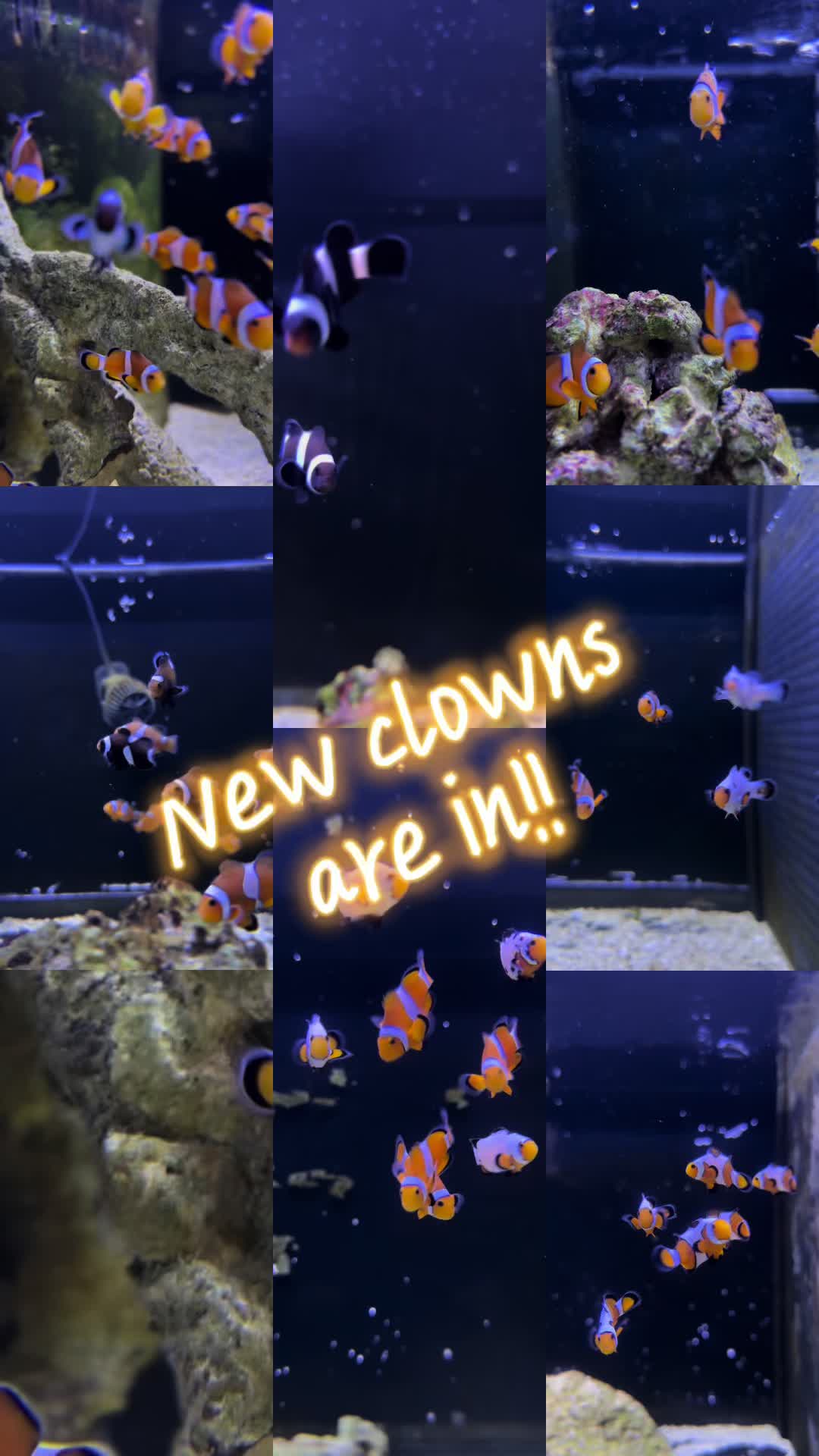 @Triad Aquatic Critters