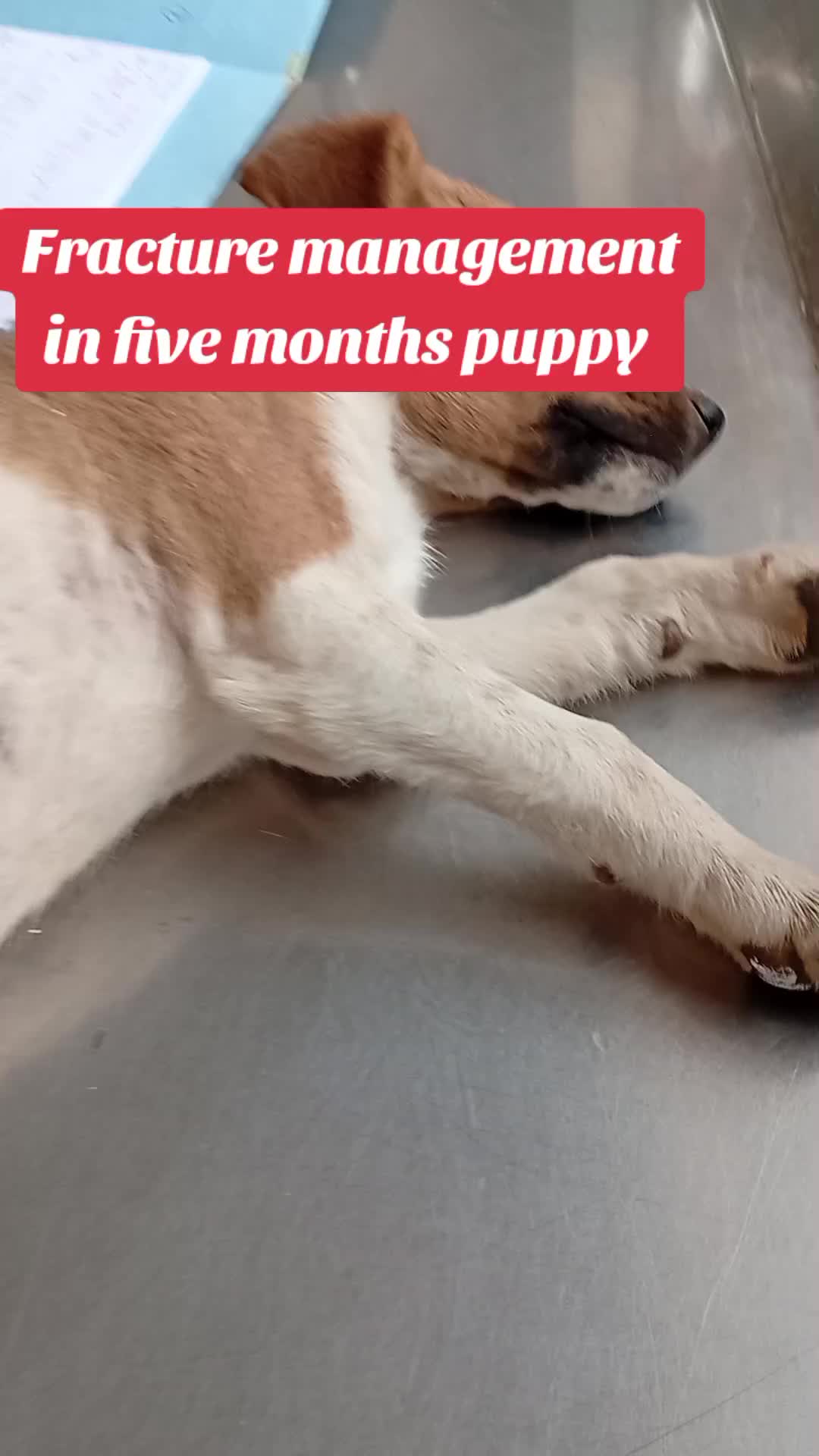 @Animal Welfare