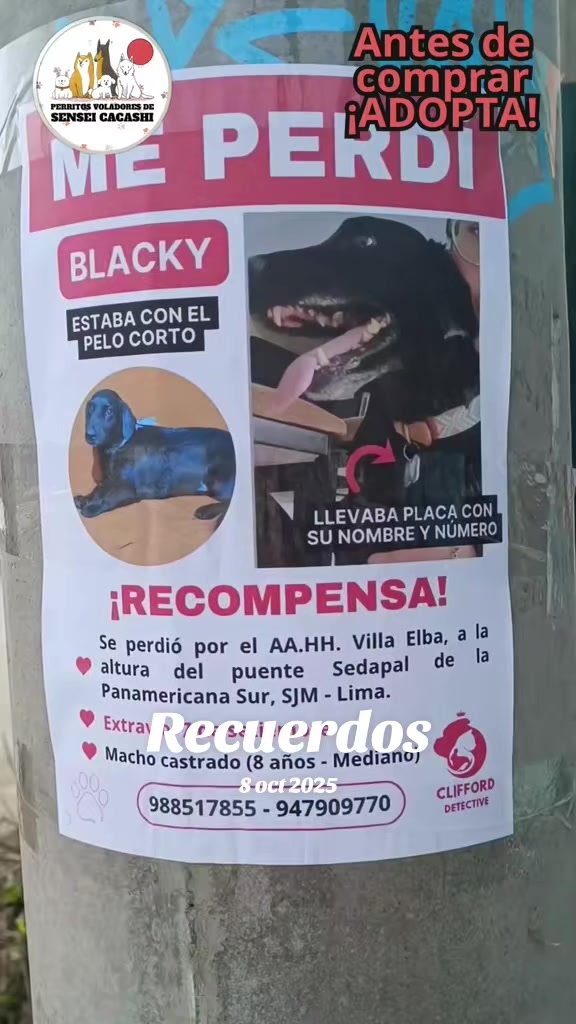 @Perritos Voladores