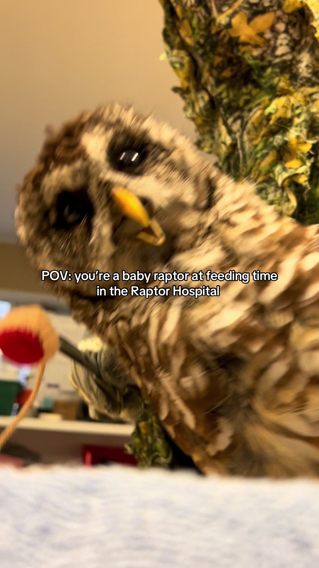 @Carolina Raptor Center