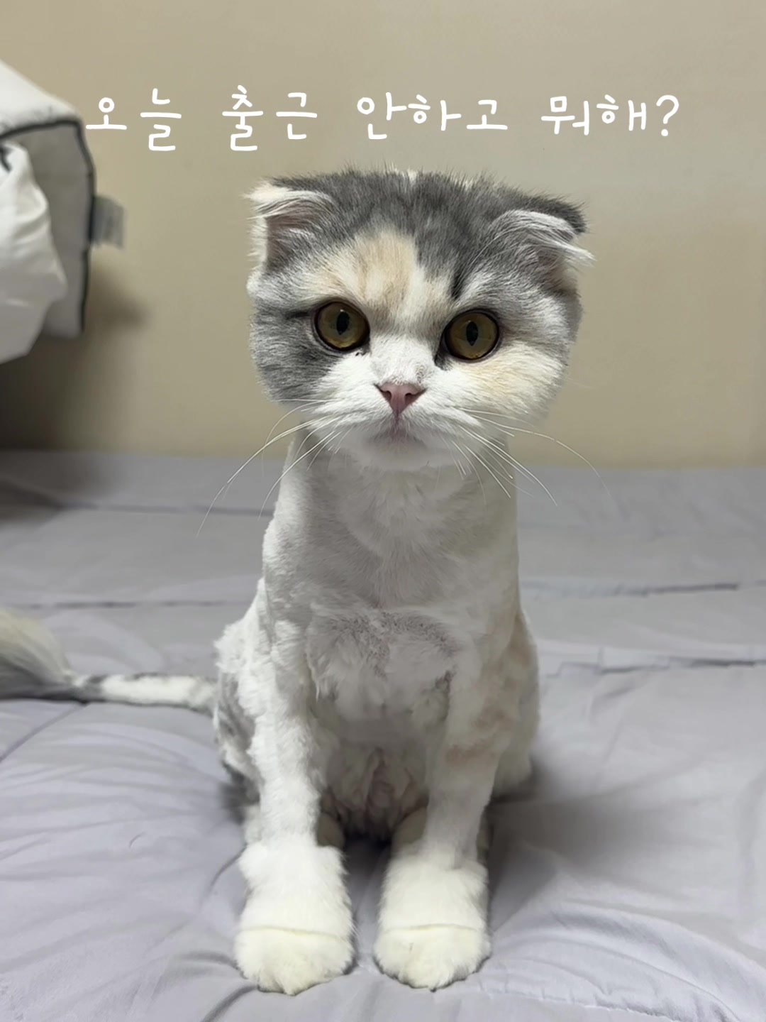 @미용실 고양이 뽀