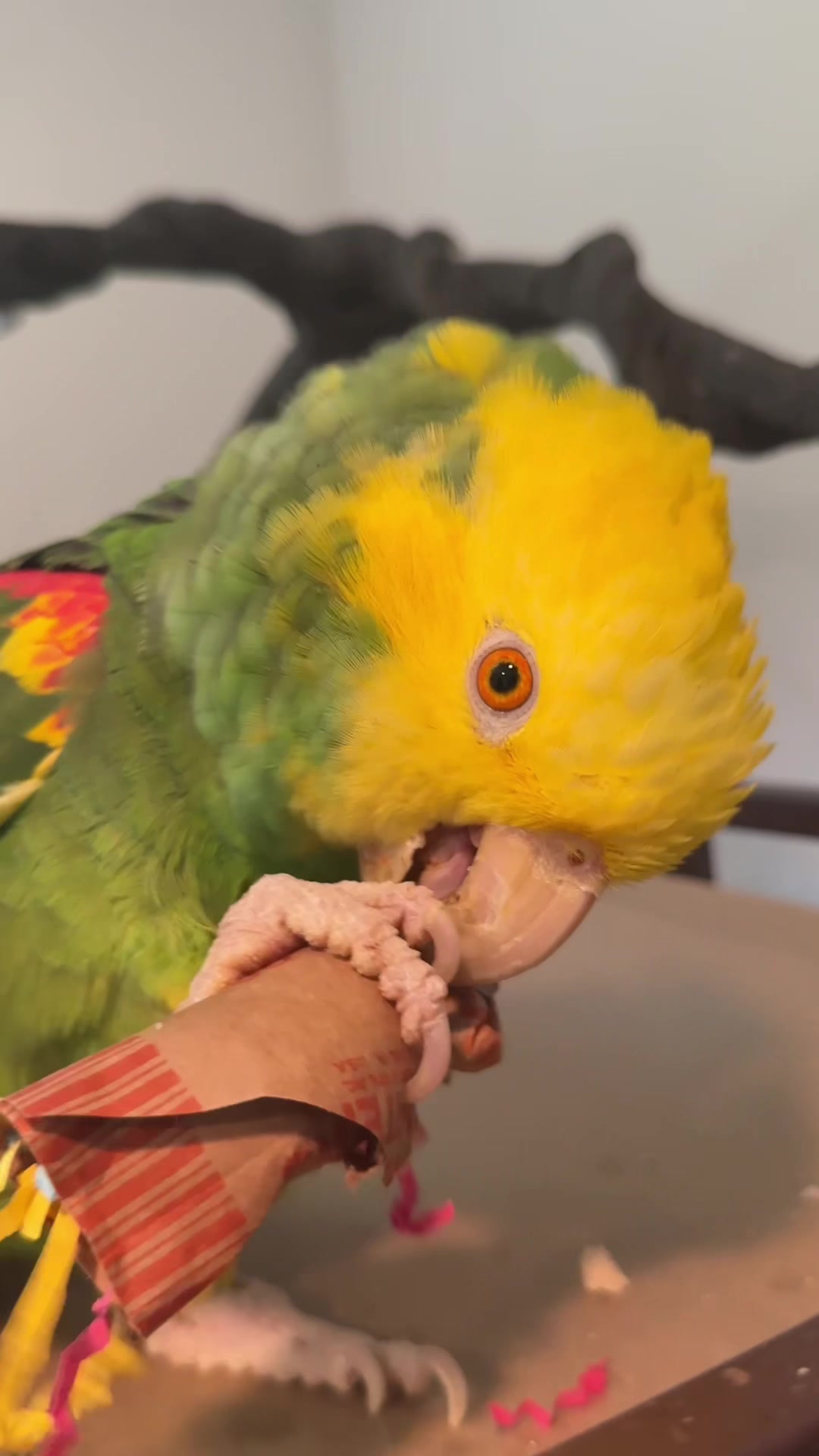@imforthebirds