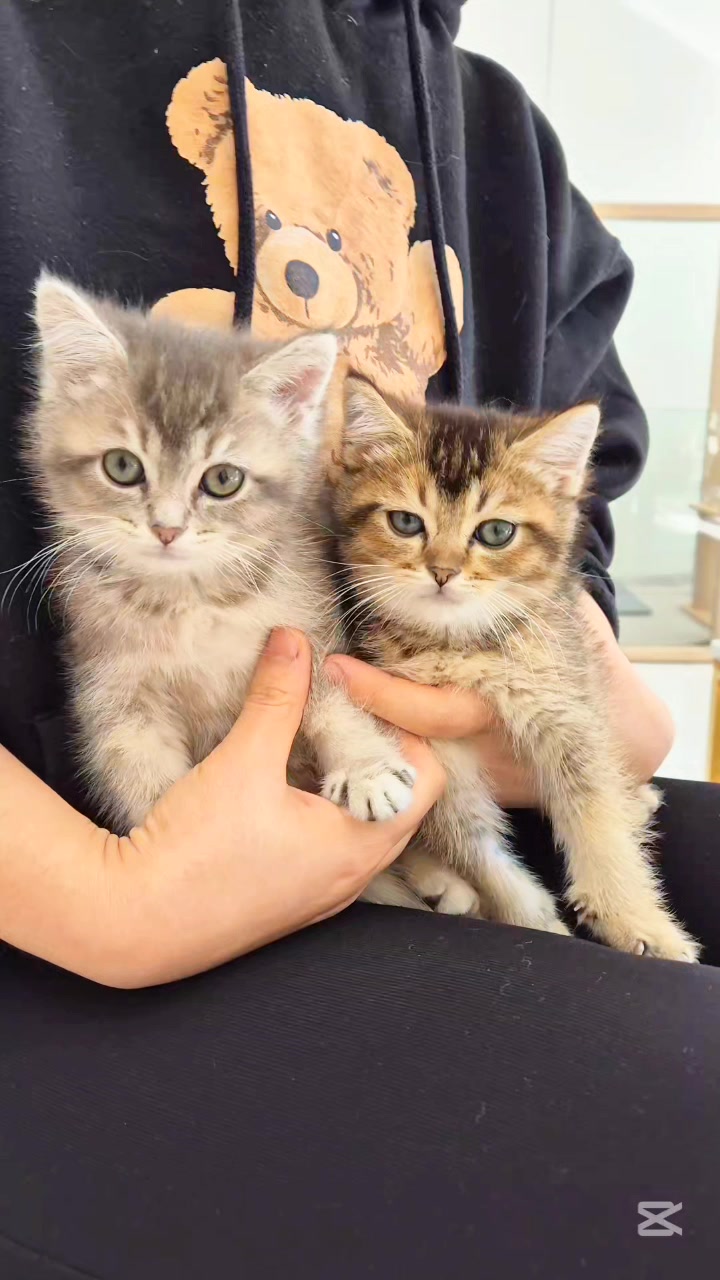 @핑발바닥은 못참는다냥🐱