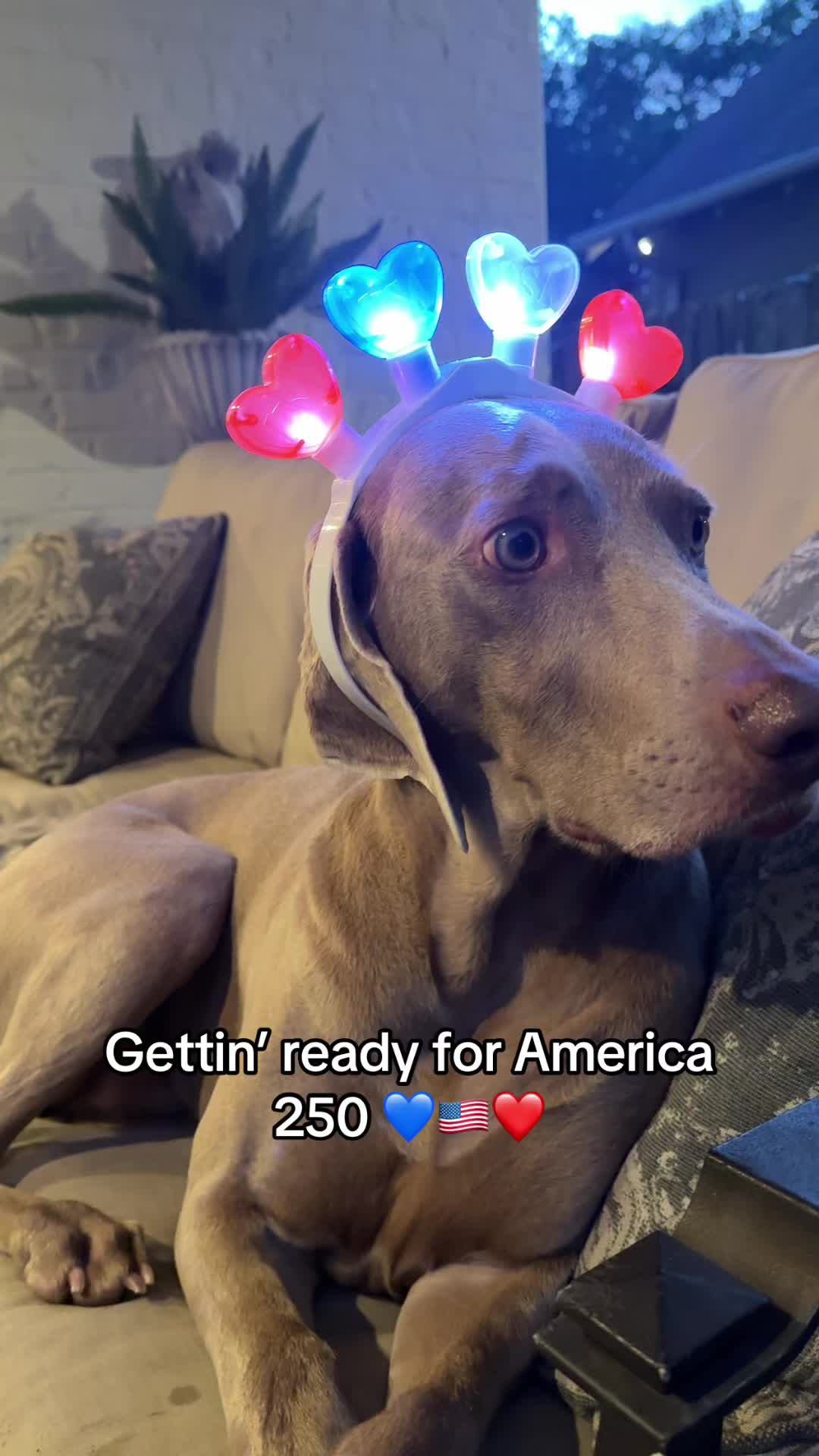 @Zoey the Weim