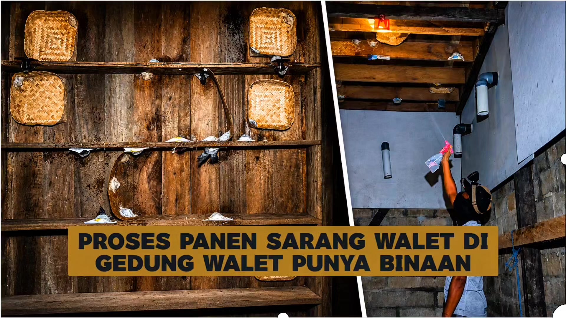 @Walet Rimba Kalimantan