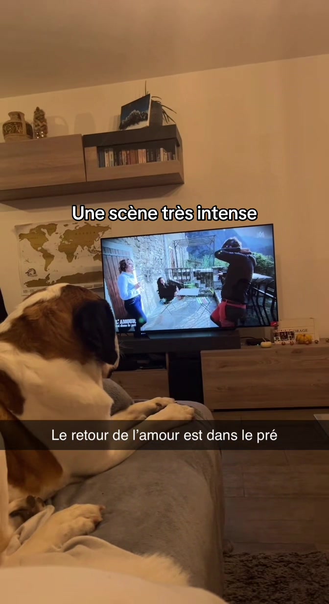@Xena le St Bernard