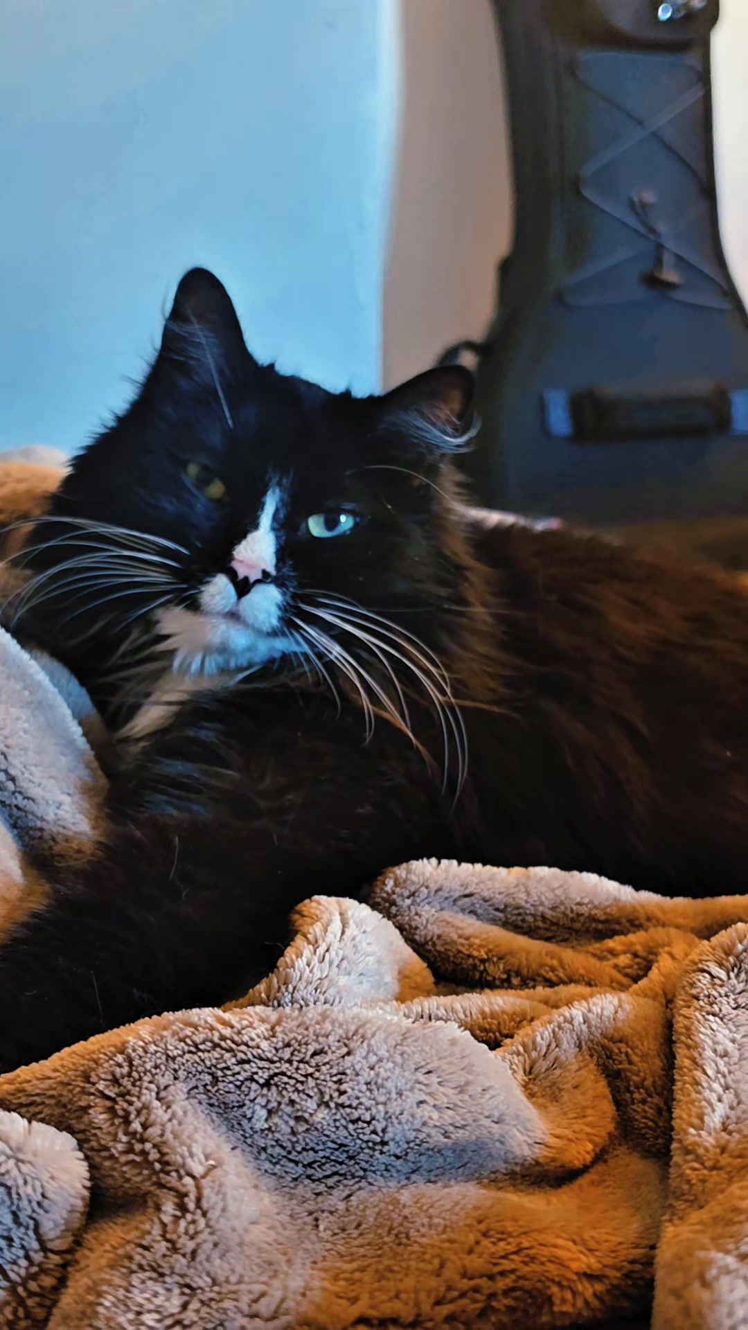 @AtticaTheTuxedoCat