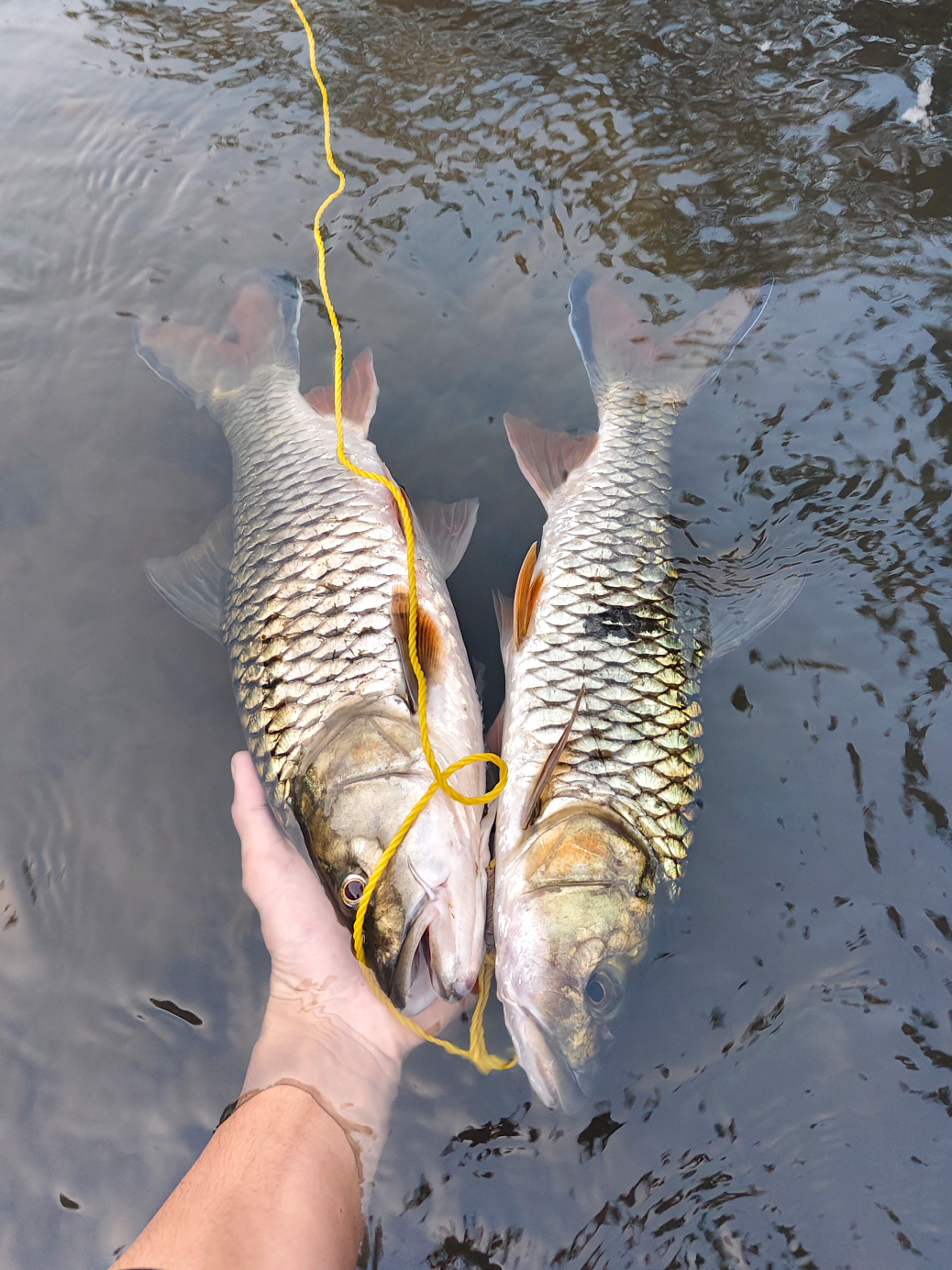 @gustavxfishing