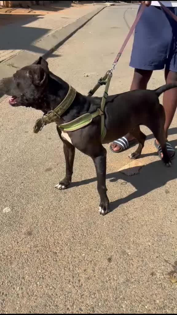 @game dogs apbt