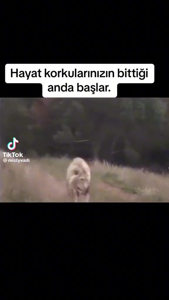 @Celal Payli