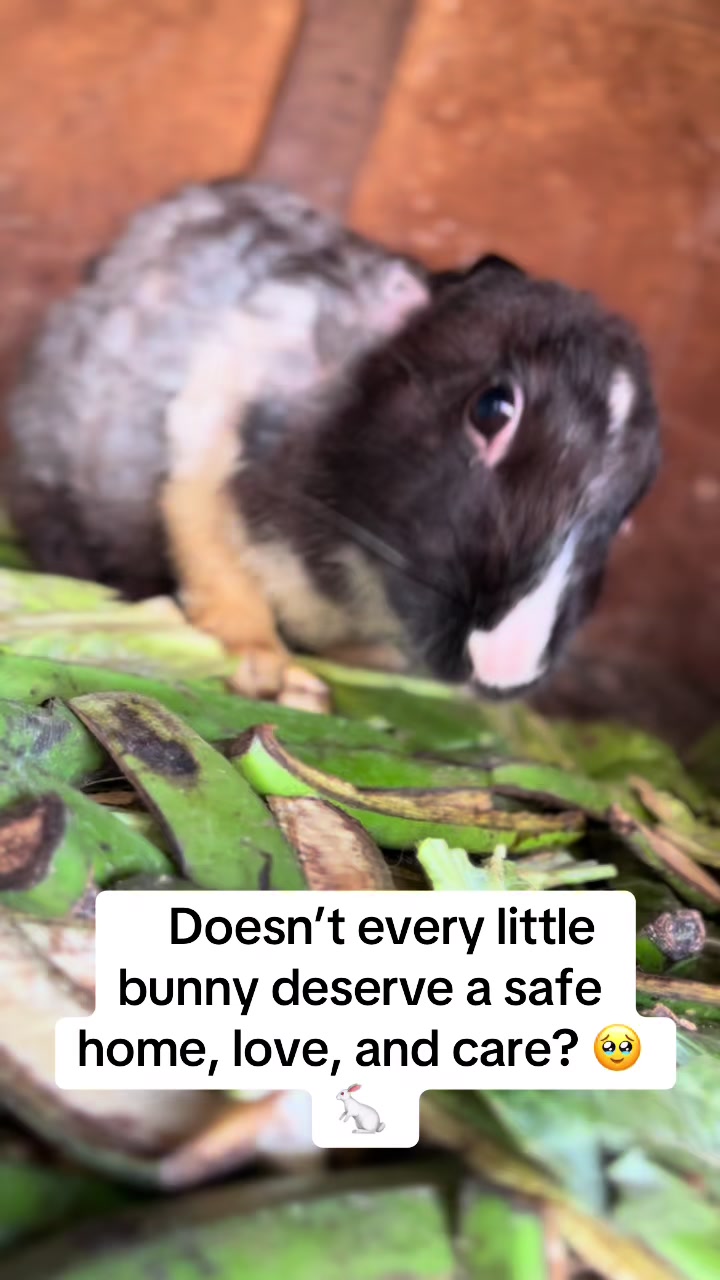 @florianpets