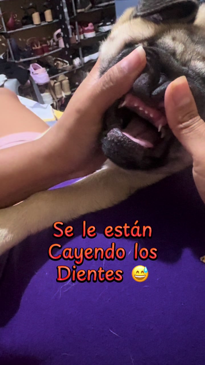 @Babypug