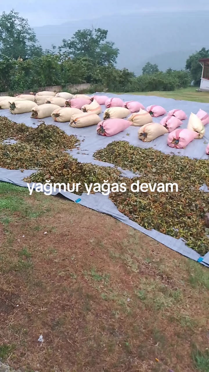 @ordulum