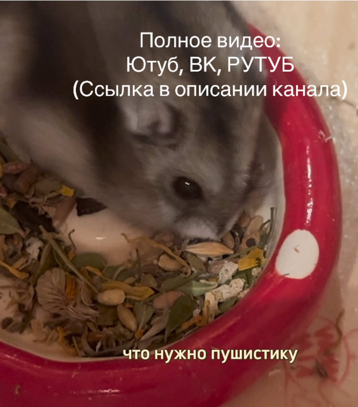 @хомяк Ричард 🐹