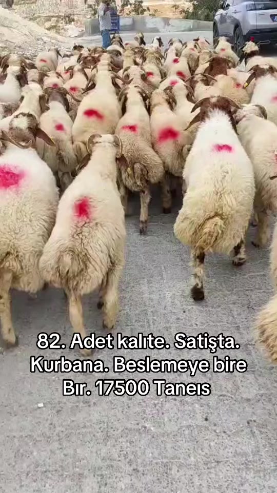 @Ahmet Sönmez
