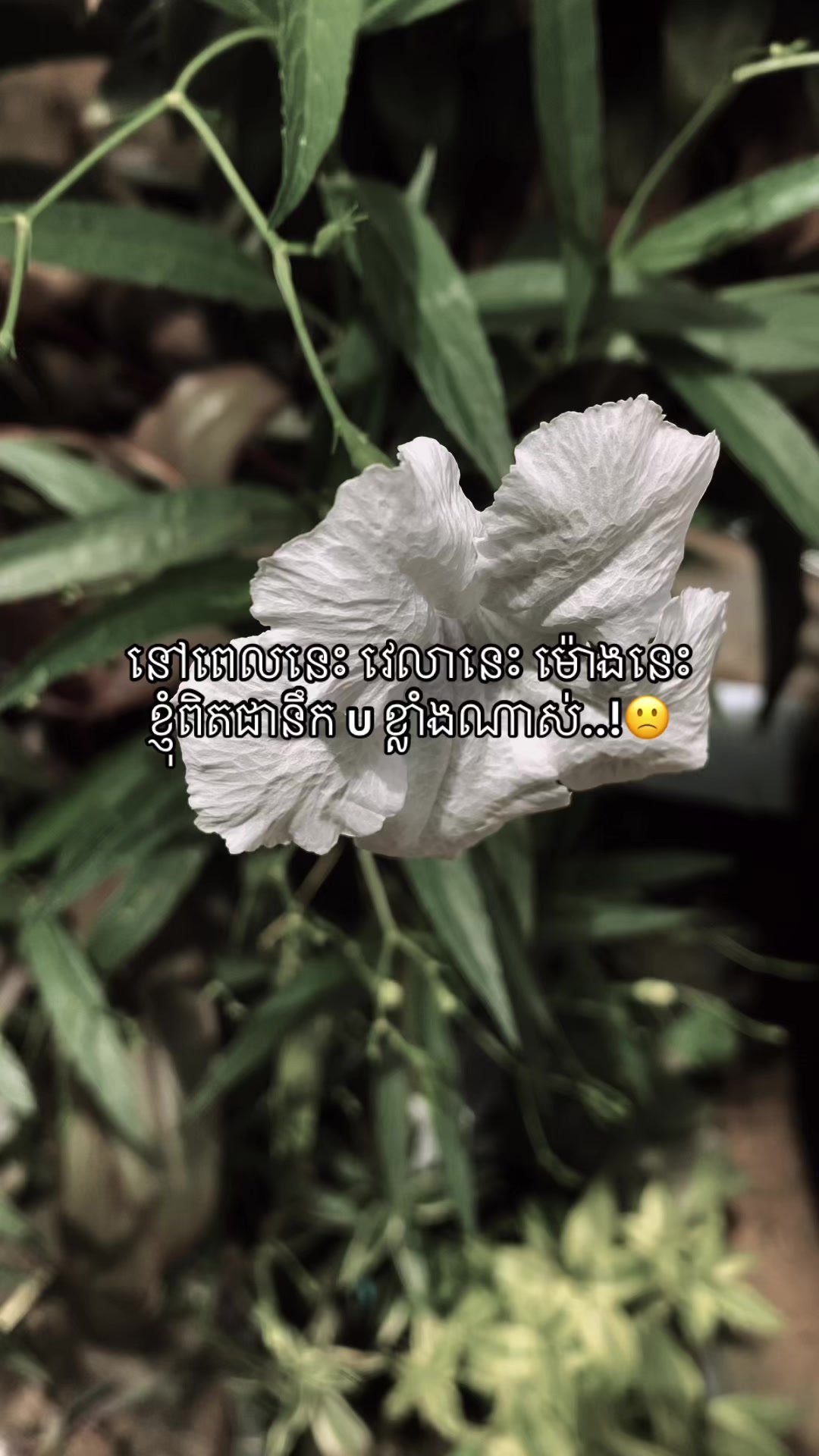@โโคท ๐ ๐๐๐๐ ๐ แขแแแแแนแ โก
