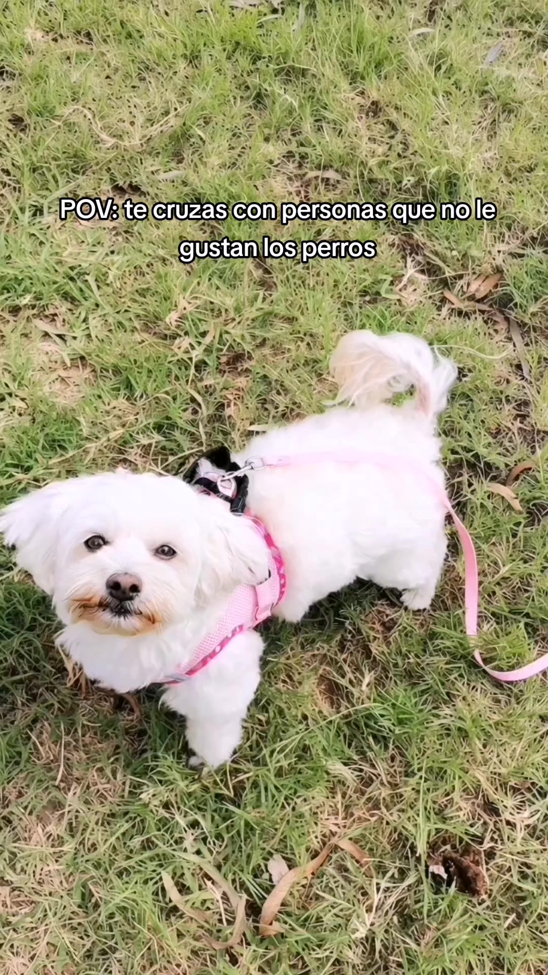 @Doki🦴🐾