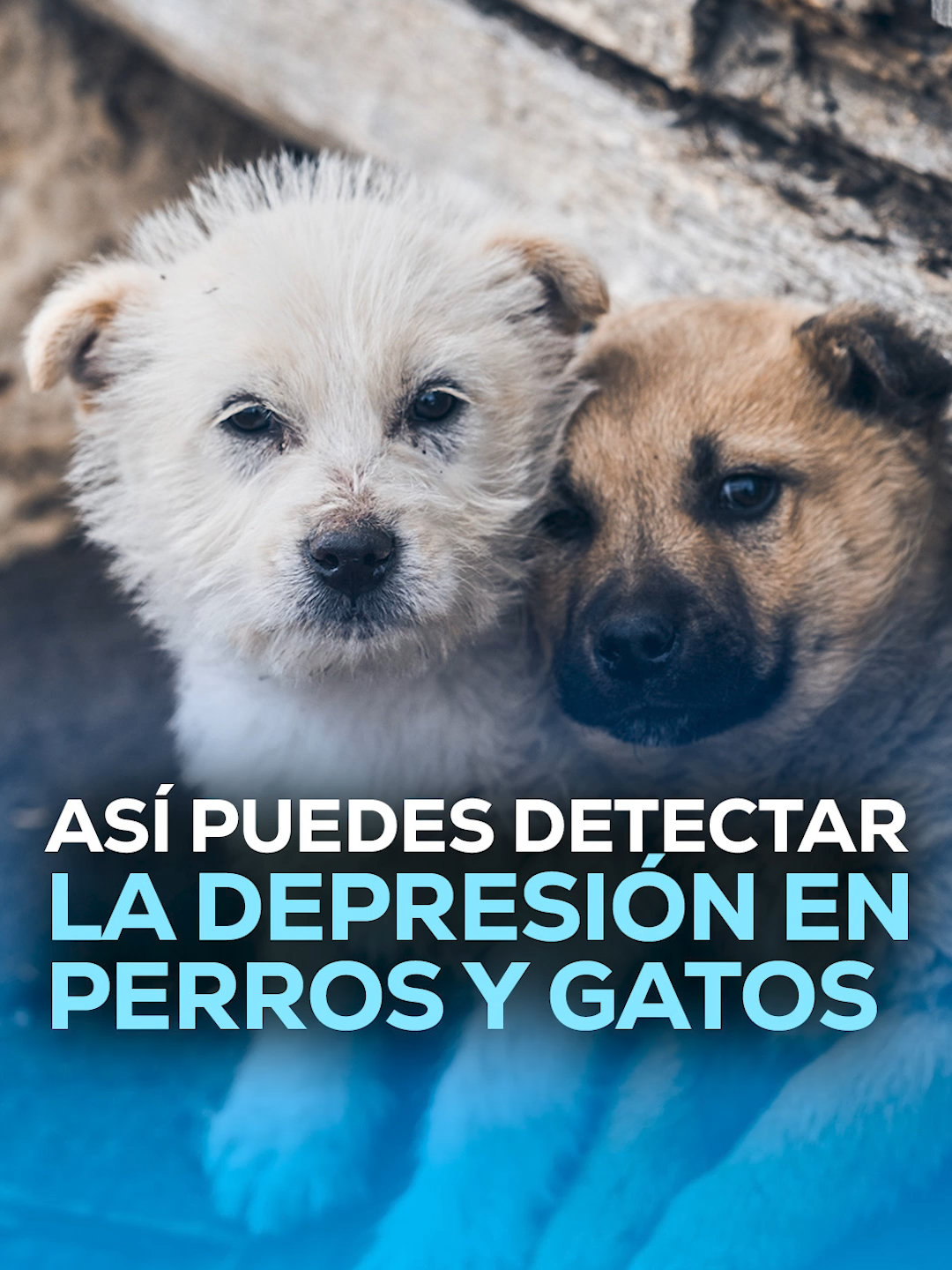 @MVS Noticias Monterrey