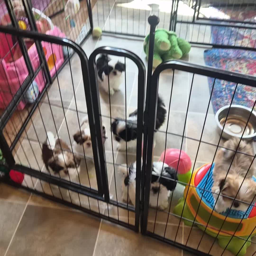 @Barb's Precious Pups