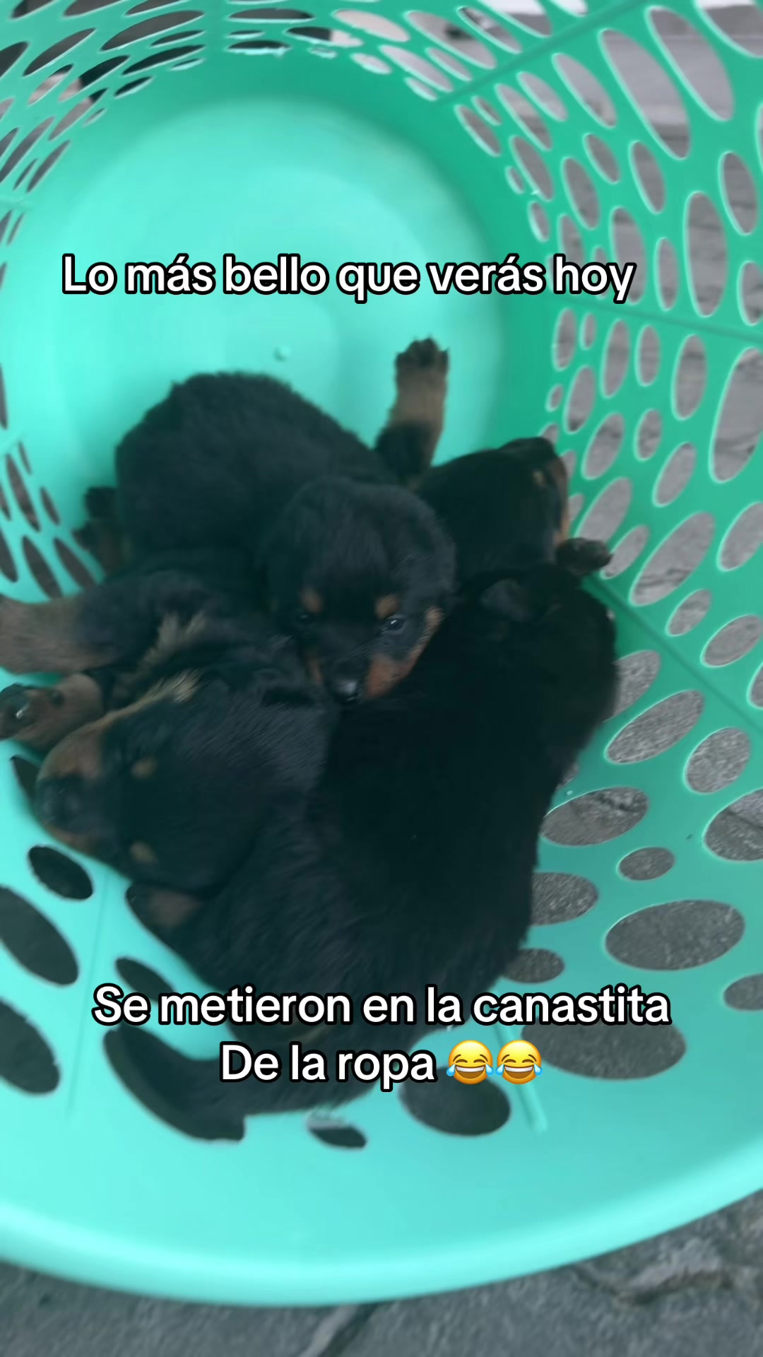 @I love DOGS