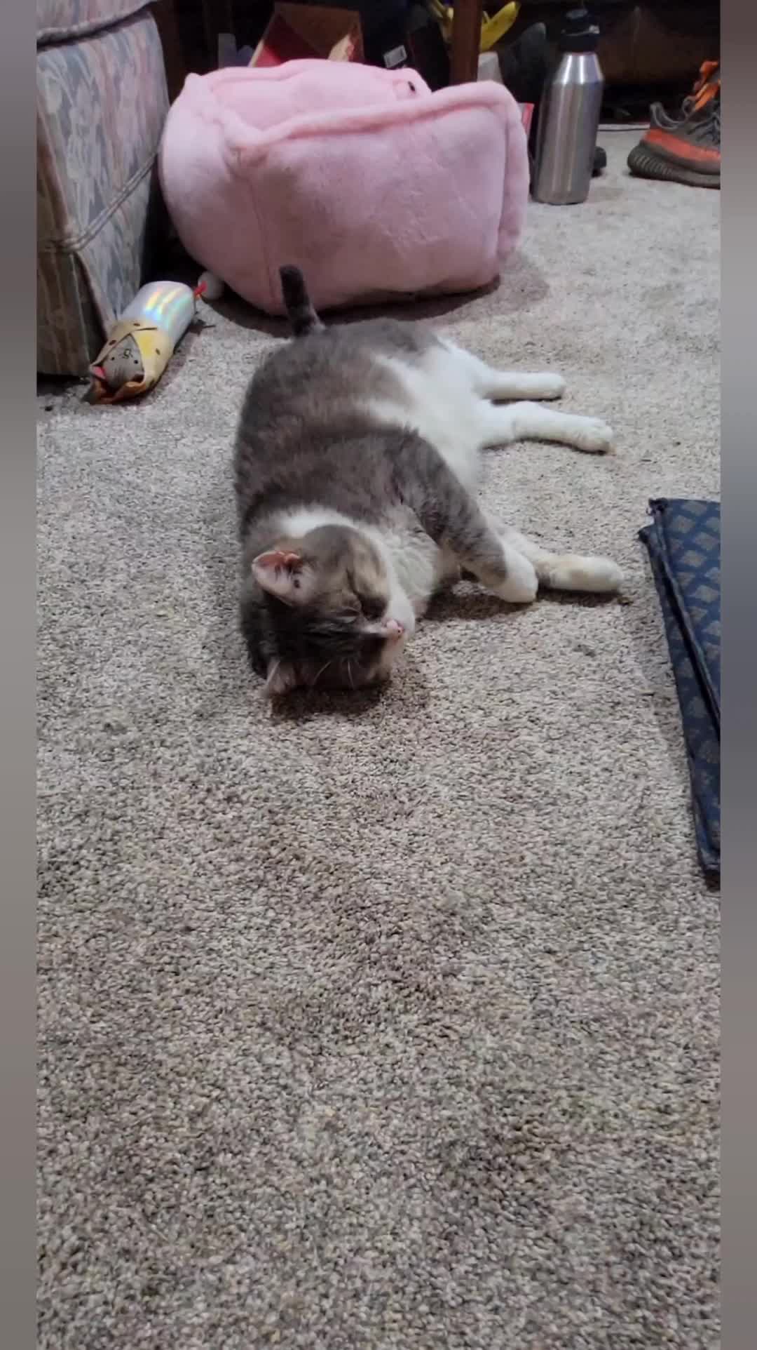 @No More Sad Kitties