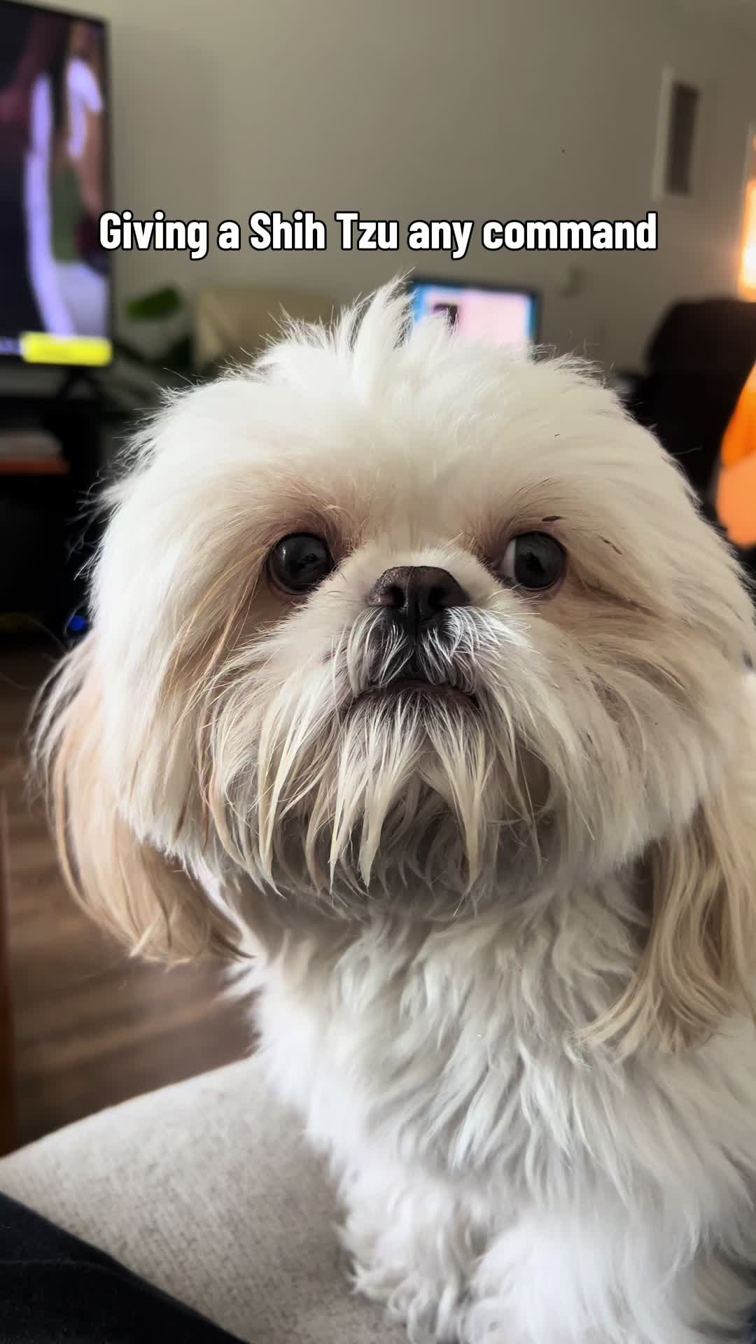 @Hugh the Shih Tzu